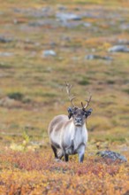 Bast hangs, reindeer at Abisko National Park in the colourful autumn of Lapland below Lapporten,