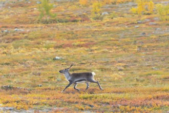 Reindeer running at Abisko National Park in the colourful autumn of Lapland below Lapporten,