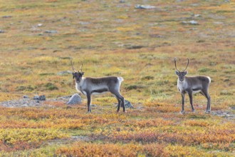 Reindeer at Abisko National Park in the colourful autumn of Lapland below Lapporten, Cuonjávággi