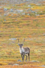 Reindeer at Abisko National Park in the colourful autumn of Lapland below Lapporten, Cuonjávággi