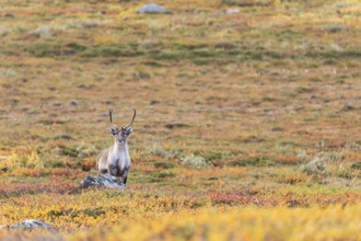 Reindeer at Abisko National Park in the colourful autumn of Lapland below Lapporten, Cuonjávággi