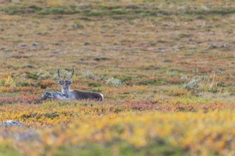 Reindeer at Abisko National Park in the colourful autumn of Lapland below Lapporten, Cuonjávággi