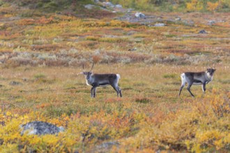 Reindeer at Abisko National Park in the colourful autumn of Lapland below Lapporten, Cuonjávággi