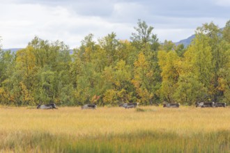 Reindeer at Abisko National Park in autumnal Lapland crossing a marshland by the lake
