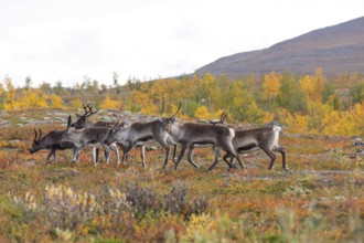 Reindeer herd at Abisko National Park in the colourful autumn of Lapland below Lapporten,