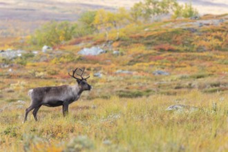 Reindeer at Abisko National Park in the colourful autumn of Lapland below Lapporten, Cuonjávággi
