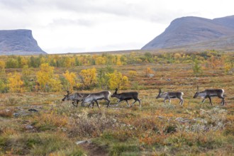 Reindeer herd at Abisko National Park in the colourful autumn of Lapland below Lapporten,
