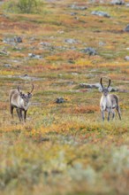 Reindeer at Abisko National Park in the colourful autumn of Lapland below Lapporten, Cuonjávággi
