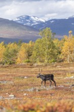 Reindeer at Abisko National Park in the colourful autumn of Lapland below Lapporten, Cuonjávággi