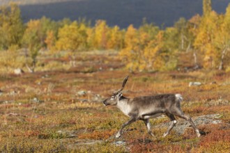 Reindeer running, at Abisko National Park in the colourful autumn of Lapland below Lapporten,