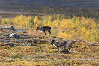 Reindeer at Abisko National Park in the colourful autumn of Lapland below Lapporten, Cuonjávággi