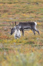 Reindeer herd at Abisko National Park in the colourful autumn of Lapland below Lapporten,
