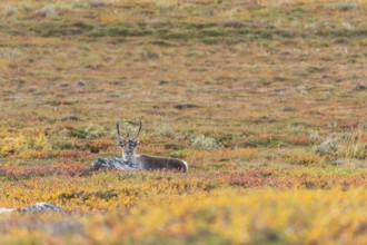 Reindeer at Abisko National Park in the colourful autumn of Lapland below Lapporten, Cuonjávággi