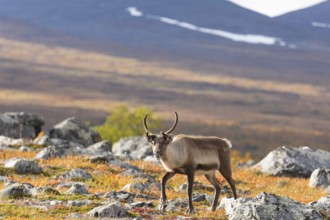 Reindeer at Abisko National Park in the colourful autumn of Lapland below Lapporten, Cuonjávággi