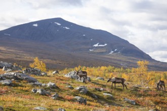 Reindeer herd at Abisko National Park in the colourful autumn of Lapland below Lapporten,