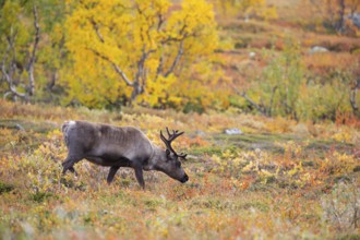 Reindeer at Abisko National Park in the colourful autumn of Lapland below Lapporten Cuonjávággi