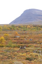 Reindeer herd at Abisko National Park in the colourful autumn of Lapland below Lapporten,
