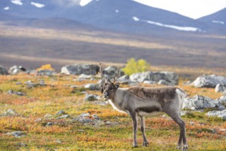 Reindeer antler sweeping at Abisko National Park in the colourful autumn of Lapland below