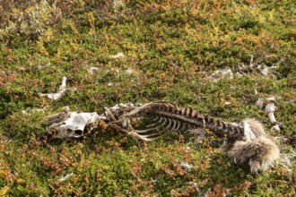 Reindeer skeleton at Abisko National Park in the colourful autumn of Lapland below Lapporten,
