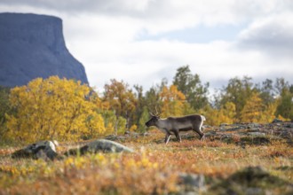 Rentie at Abisko National Park in the colourful autumn of Lapland below Lapporten, Cuonjávággi