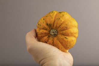 Orange Pumpkin with hand on gray pastel paper background. Side view, healthy food, vegetable,