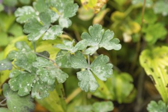 Columbine leaves covered with Powdery mildew, plant diseases, plant pathology