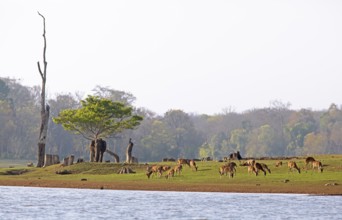 Asian elephant (Elephas maximus) in Nagarahole National Park, Axis deer or chital (Axis axis)