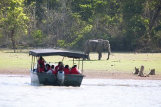 Asian elephant (Elephas maximus) in Nagarahole National Park, in front blurred a safari boat on the