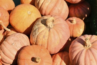 Pastel pink colored 'Miss Sophie Pink' pumpkins in crate