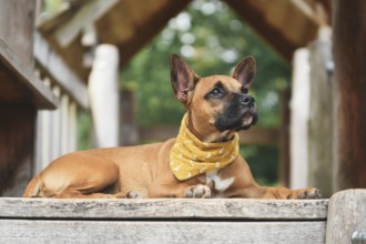 Cute Brown French Bulldog mix dog lying down on wooden plank wearing yellow neckerchief