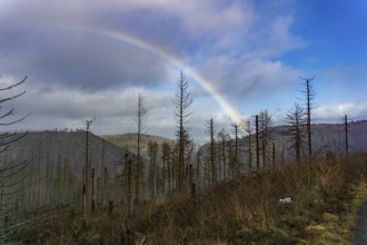 Rainbow over dead trees in the Harz National Park near Ilsenburg, Lower Saxony, Germany