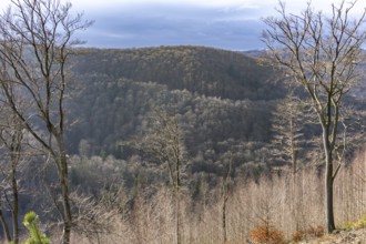 Forest in the Harz National Park near Bad Harzburg, Lower Saxony, Germany