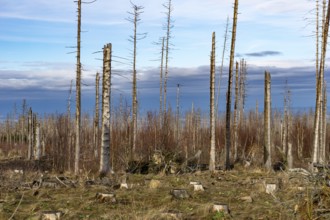 Dead trees in the Harz National Park near Bad Harzburg, Lower Saxony, Germany