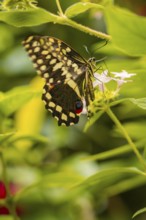 Close-up of a butterfly, wing pattern in contrast to the lush green of the surrounding plants,