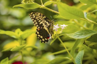 Large butterfly on a plant, showing wing pattern in contrast to green foliage, Mainau Island, Lake