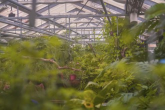 A greenhouse filled with lush plants and a glass roof that creates a tropical atmosphere, Mainau