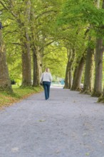 A woman walks on a paved path between tall green trees in autumn, Mainau Island, Lake Constance,