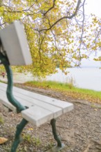 View of a bench on the shore of a lake, surrounded by autumn-coloured trees, Mainau Island, Lake
