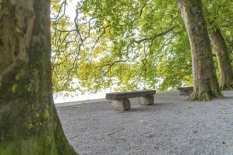 Park bench between large trees on a quiet, green path, Mainau Island, Lake Constance, Germany