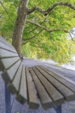 Wooden bench along a path lined with green trees, natural and relaxing view, Mainau Island, Lake