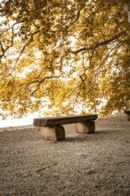 Empty wooden bench under golden autumn leaves in the sunlight by the lake, Mainau Island, Lake