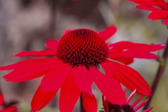 Macro photograph of a bright red flower with many petals in detail, Mainau Island, Lake Constance,