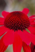 Macro photograph of a bright red flower with many petals in detail, Mainau Island, Lake Constance,