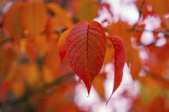 Close-up of bright red leaves in autumn light, Mainau Island, Lake Constance, Germany