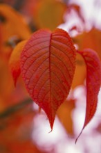 Close-up of bright red leaves in autumn light, Mainau Island, Lake Constance, Germany