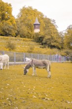 Donkeys grazing on a pasture in front of an old tower, autumn coloured trees, Mainau Island, Lake