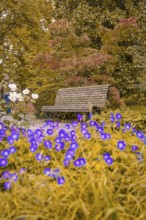Wooden bench in an autumnal park with colourful flowers in the foreground, Mainau Island, Lake