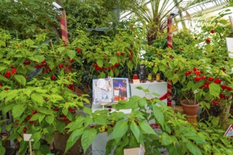 Greenhouse full of pepper plants with colourful leaves and fruits, Pepperoni House, Mainau Flower
