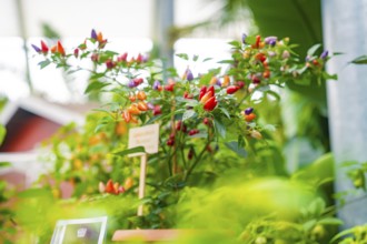 Colourful chilli peppers on plants with a small table in the background, Pepperoni House, Mainau