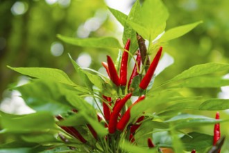 Red peppers growing amidst green leaves in the garden, Pepperoni House, Flower Island Mainau, Lake